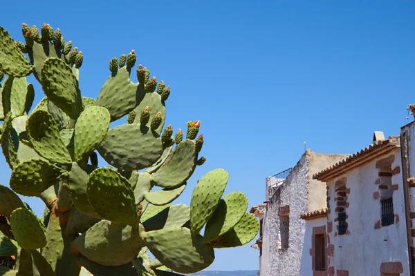 Beautiful cactus near the stone hause at the sky. — Stock Photo, Image