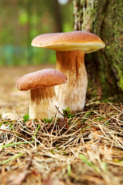 苔藓中的蘑菇 — 图库照片