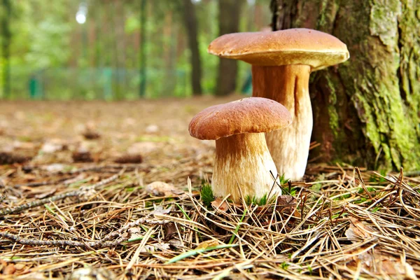 Boletus mushroom in the moss — Stock Photo, Image