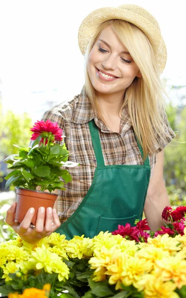 Florister kvinna som arbetar med blommor i ett växthus. — Stockfoto