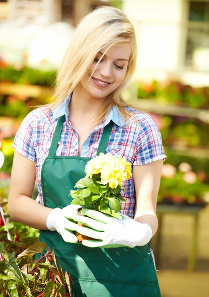 Female florist or gardener in flower shop or nursery — Stock Photo, Image