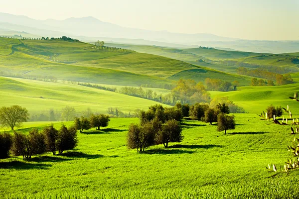 Campo, San Quirico 'Orcia, Toscana, Itália — Fotografia de Stock