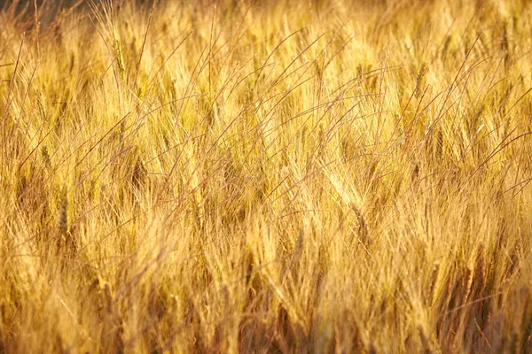 Mogen vete mot. bakgrund. — Stockfoto