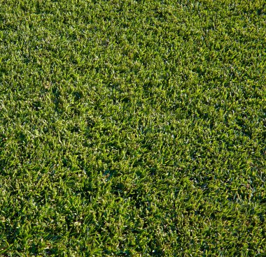 Yeşil çimen yüzeyi