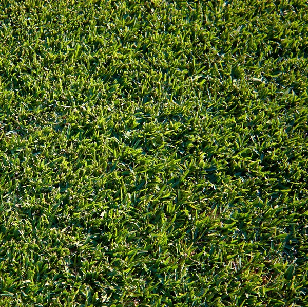 Surface d'herbe verte — Photo