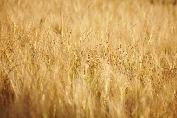Zralé pšenice proti. pozadí. — Stock fotografie