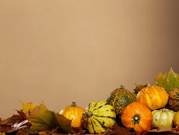 The pumpkins autumn background — Stock Photo, Image