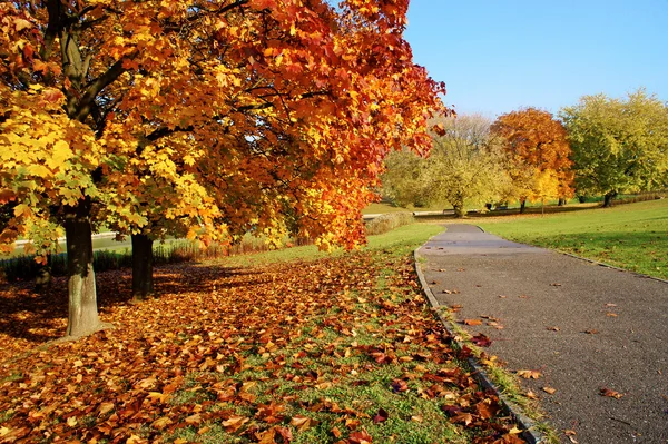 Kleurrijke bomen in het herfstpark — Stockfoto