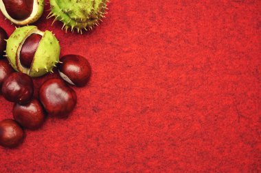kabuk üzerinde kırmızı bir arka plan ile kestane