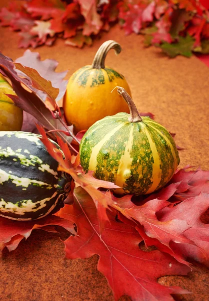 Pumpkins with fall leaves with seasonal background — Zdjęcie stockowe