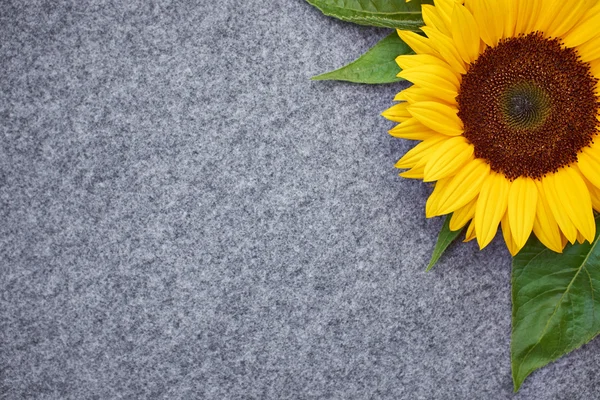 Girasol amarillo sobre fondo gris — Foto de Stock