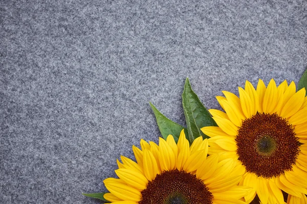 Gele zonnebloem op grijze achtergrond — Stockfoto