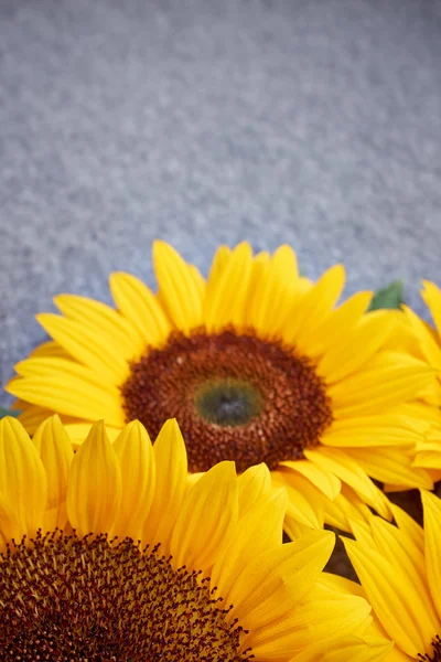 Gele zonnebloem op grijze achtergrond — Stockfoto