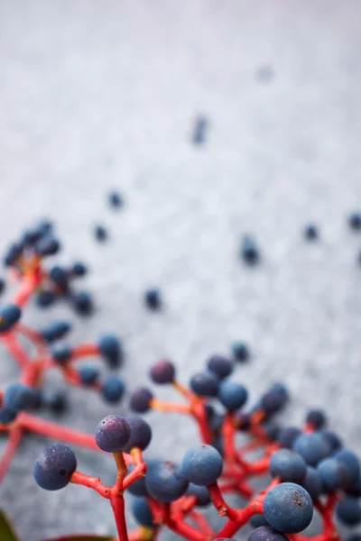 Őszi absztrakt berrys háttér — Stock Fotó