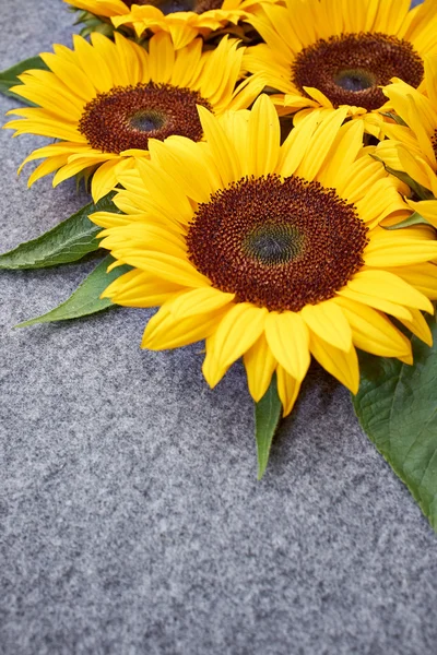 Gri zemin üzerine sarı ayçiçeği — Stok fotoğraf
