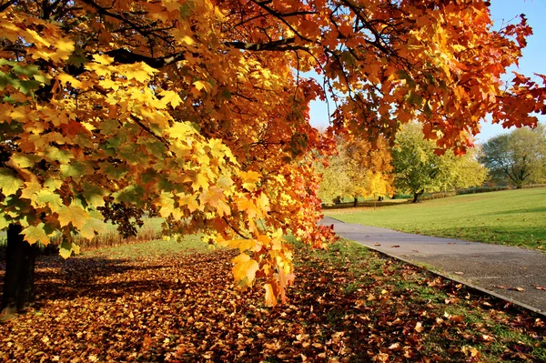 Parco autunnale — Foto Stock