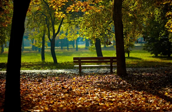 Fogliame colorato nel parco autunnale — Foto Stock