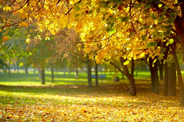 Buntes Laub im Herbstpark — Stockfoto