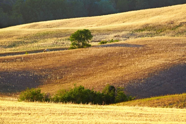 Imagem da paisagem típica da Toscana — Fotografia de Stock