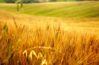 Görünümü tipik Toskana peyzaj