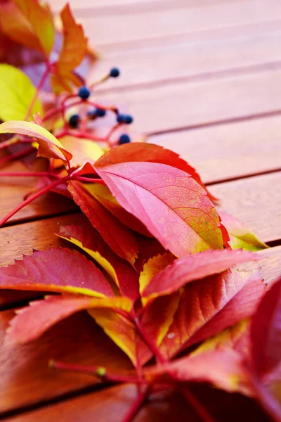 Podzimní listí přes dřevěné pozadí s kopírovacím prostorem — Stock fotografie