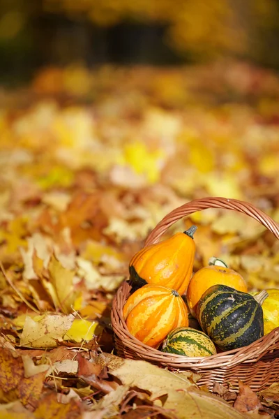 Fondo de otoño —  Fotos de Stock