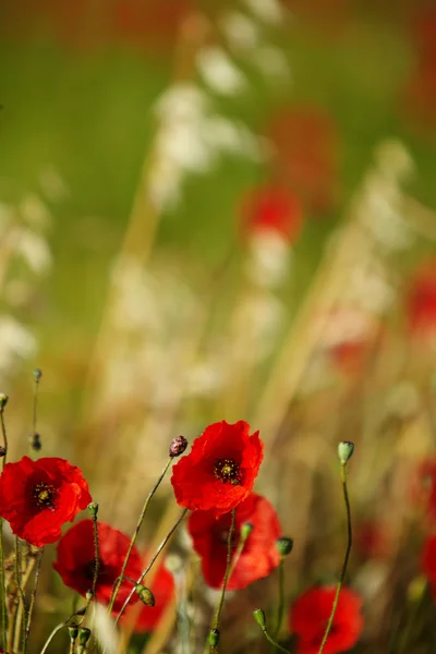 Field of poppies — Stock Photo, Image