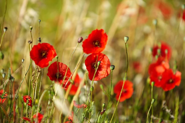 Champ de coquelicots — Photo