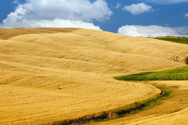 Naturskön utsikt över typiskt Toscana landskap Stockbild