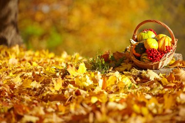 sonbahar Bahçe arka plan