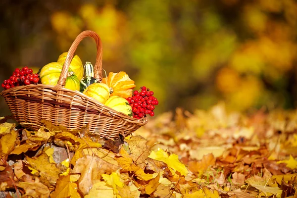 Fondo de jardinería de otoño —  Fotos de Stock