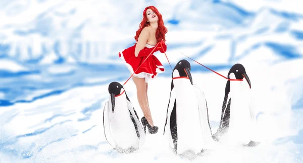 企鹅的时尚女人 — 图库照片