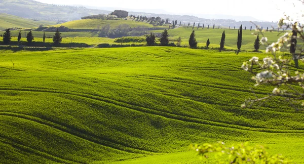 Platteland in Toscane — Stockfoto