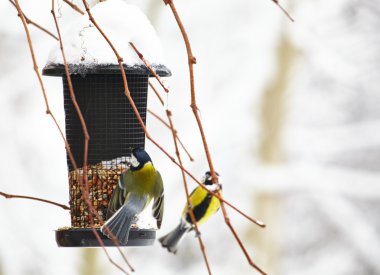 yer fıstığı ile birdfeeder oturan bluetit