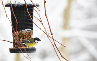 yer fıstığı ile birdfeeder oturan bluetit