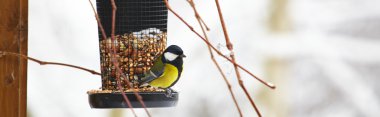 yer fıstığı ile birdfeeder oturan bluetit