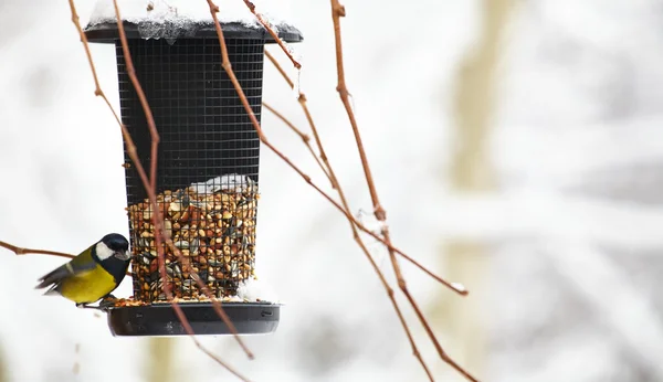 Bluetit sentado em um alimentador de pássaros com amendoins — Fotografia de Stock