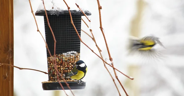 Bluetit sentado em um alimentador de pássaros com amendoins — Fotografia de Stock