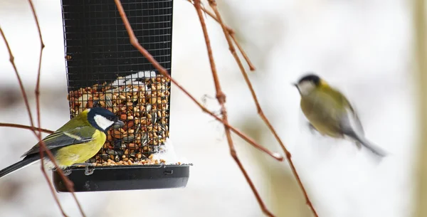 Modřinka sedí na birdfeeder s arašídy — Stock fotografie