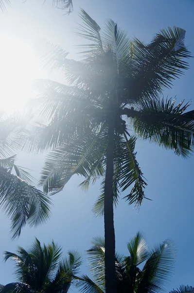 Worm's eye view of coconut tree with blue sky — Stock Photo, Image