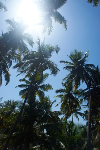 Robak w oko widok drzewa kokosowego z błękitnego nieba — Zdjęcie stockowe