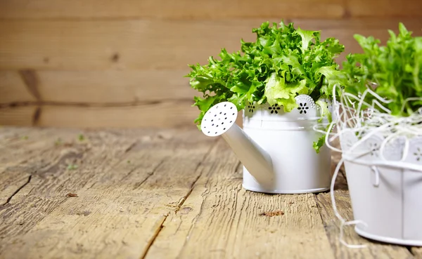 Herbes fraîches sur une table rustique en fin de journée — Photo