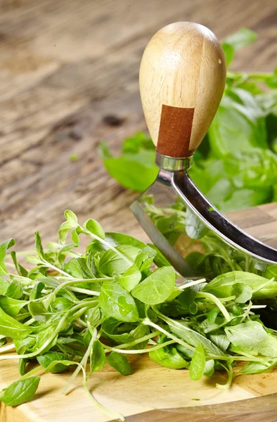 Fresh and chopped herbs on cutting board — Stock Photo, Image