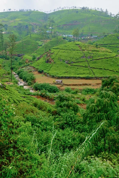 Čajová plantáž na Srí Lance — Stock fotografie