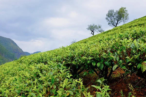 Paisaje de plantaciones de té en Sri Lanka —  Fotos de Stock