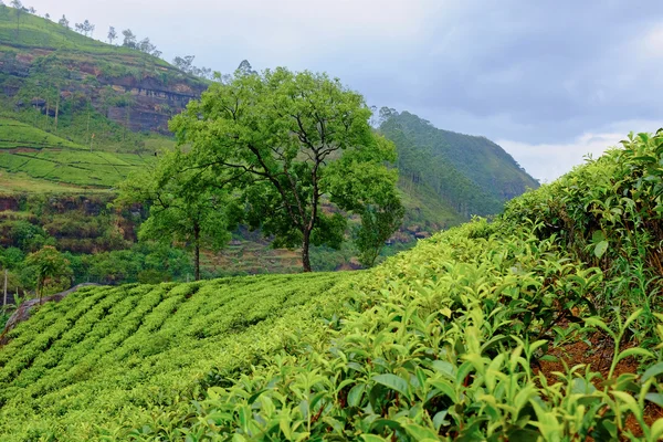 Paesaggio piantagione di tè in Sri Lanka — Foto Stock