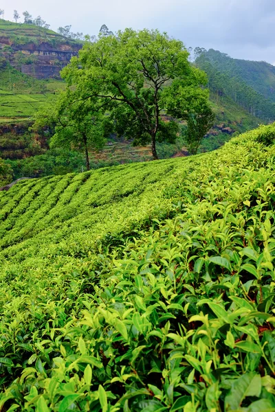 Plantation de thé paysage au Sri Lanka — Photo