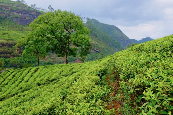 Krajobraz plantacji herbaty na Sri Lance — Zdjęcie stockowe