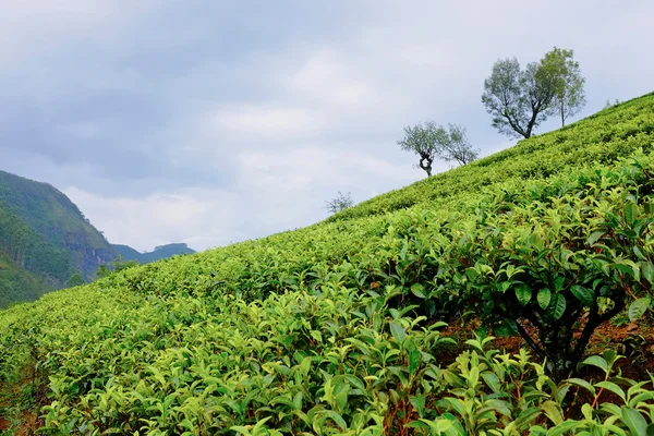 Paisaje de plantaciones de té en Sri Lanka —  Fotos de Stock