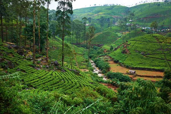 Paesaggio piantagione di tè in Sri Lanka — Foto Stock